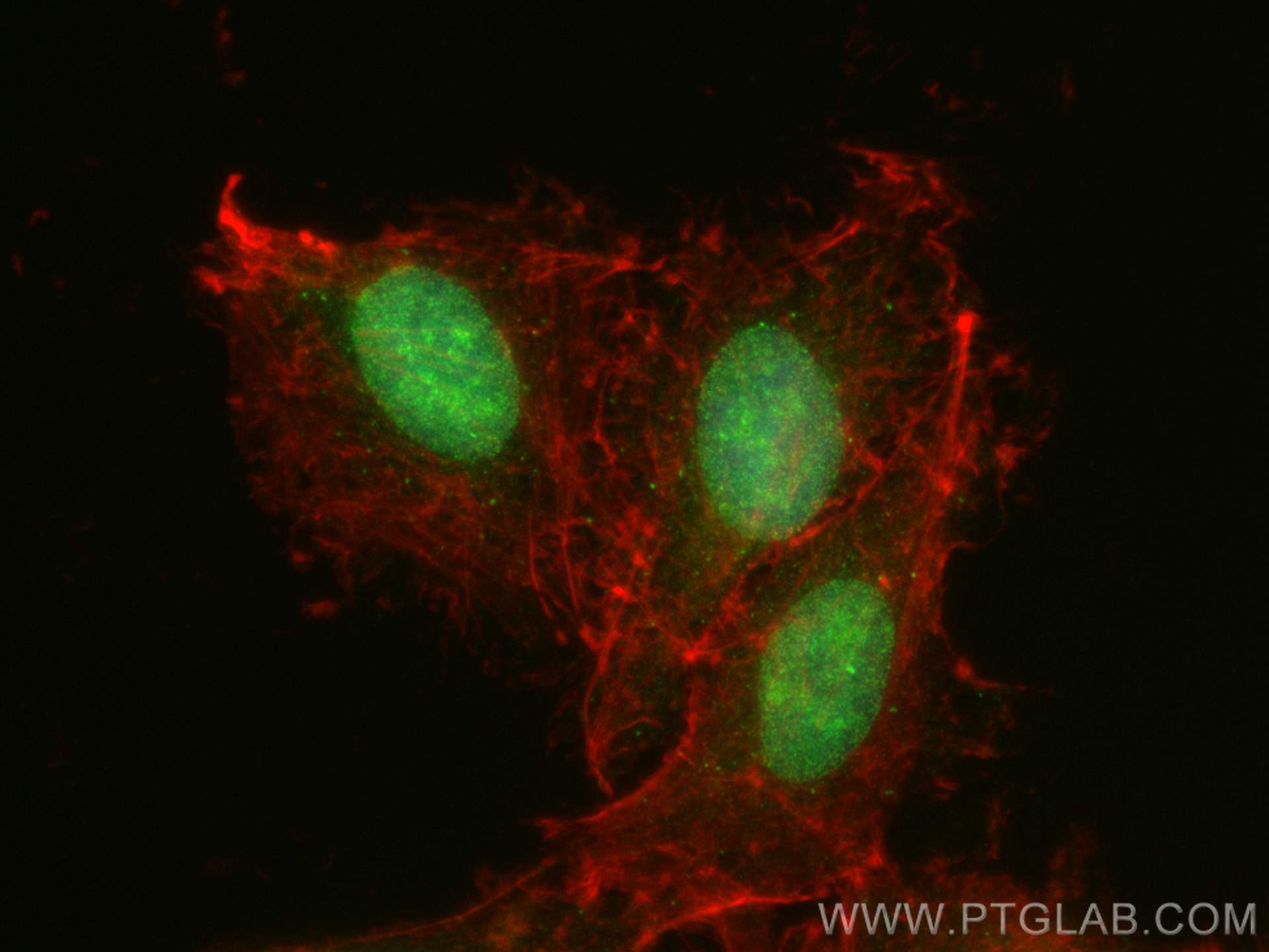 Immunofluorescence (IF) / fluorescent staining of A549 cells using SEH1L Polyclonal antibody (15565-1-AP)
