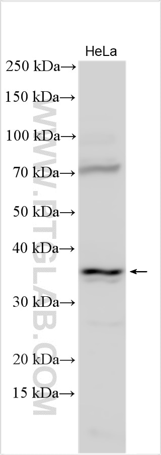 Western Blot (WB) analysis of various lysates using SEH1L Polyclonal antibody (15565-1-AP)