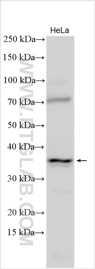 WB analysis using 15565-1-AP