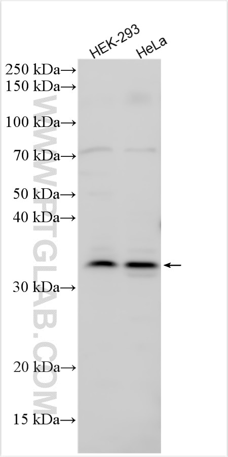 Western Blot (WB) analysis of various lysates using SEH1L Polyclonal antibody (15565-1-AP)