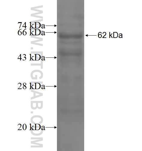 SEH1L fusion protein Ag2941 SDS-PAGE