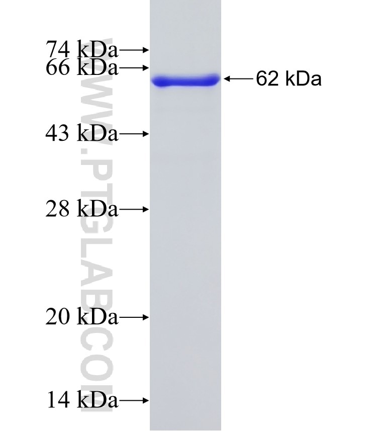 SEL1L fusion protein Ag32178 SDS-PAGE