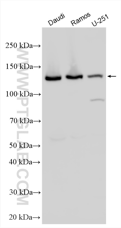 WB analysis using 31489-1-AP Western Blot (WB) analysis of various lysates using SEL1L3 Polyclonal antibody (31489-1-AP)