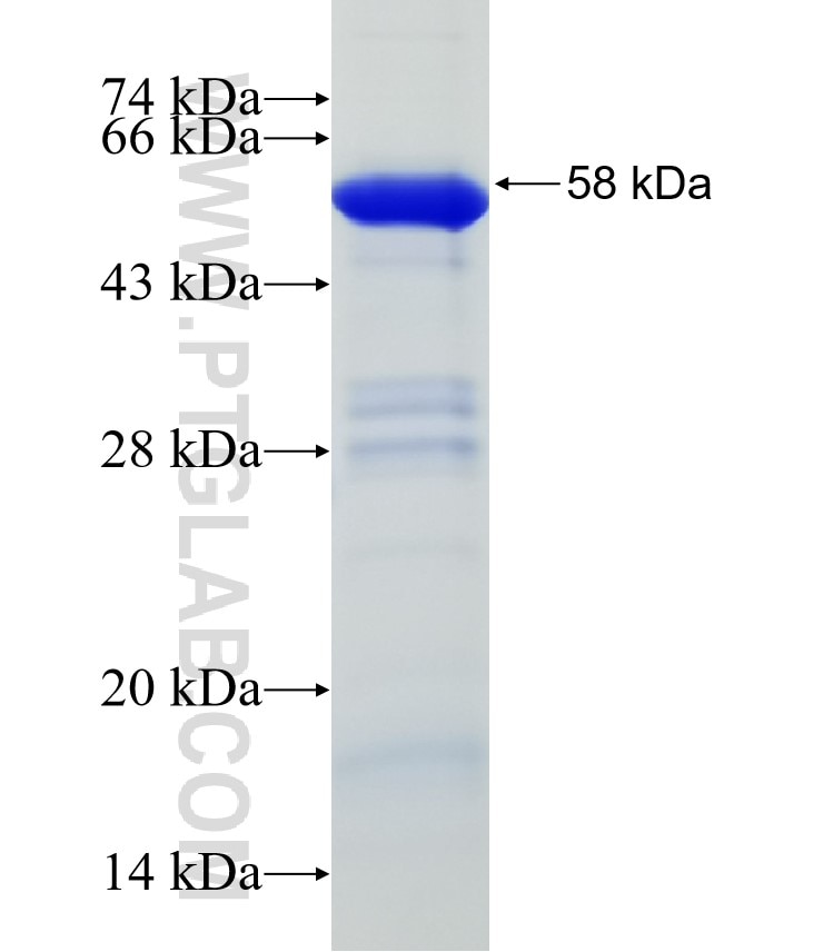 SELE fusion protein Ag31820 SDS-PAGE