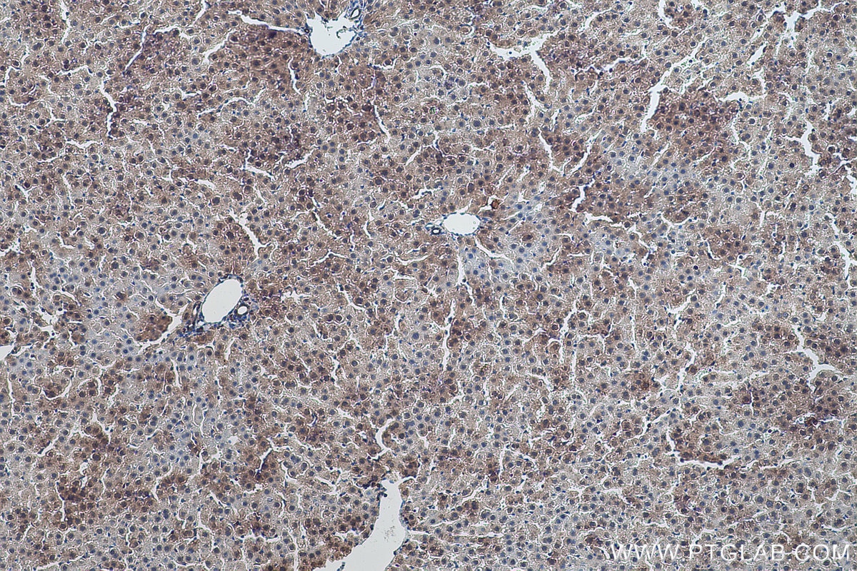 Immunohistochemistry (IHC) staining of rat liver tissue using SELENBP1 Polyclonal antibody (27449-1-AP)