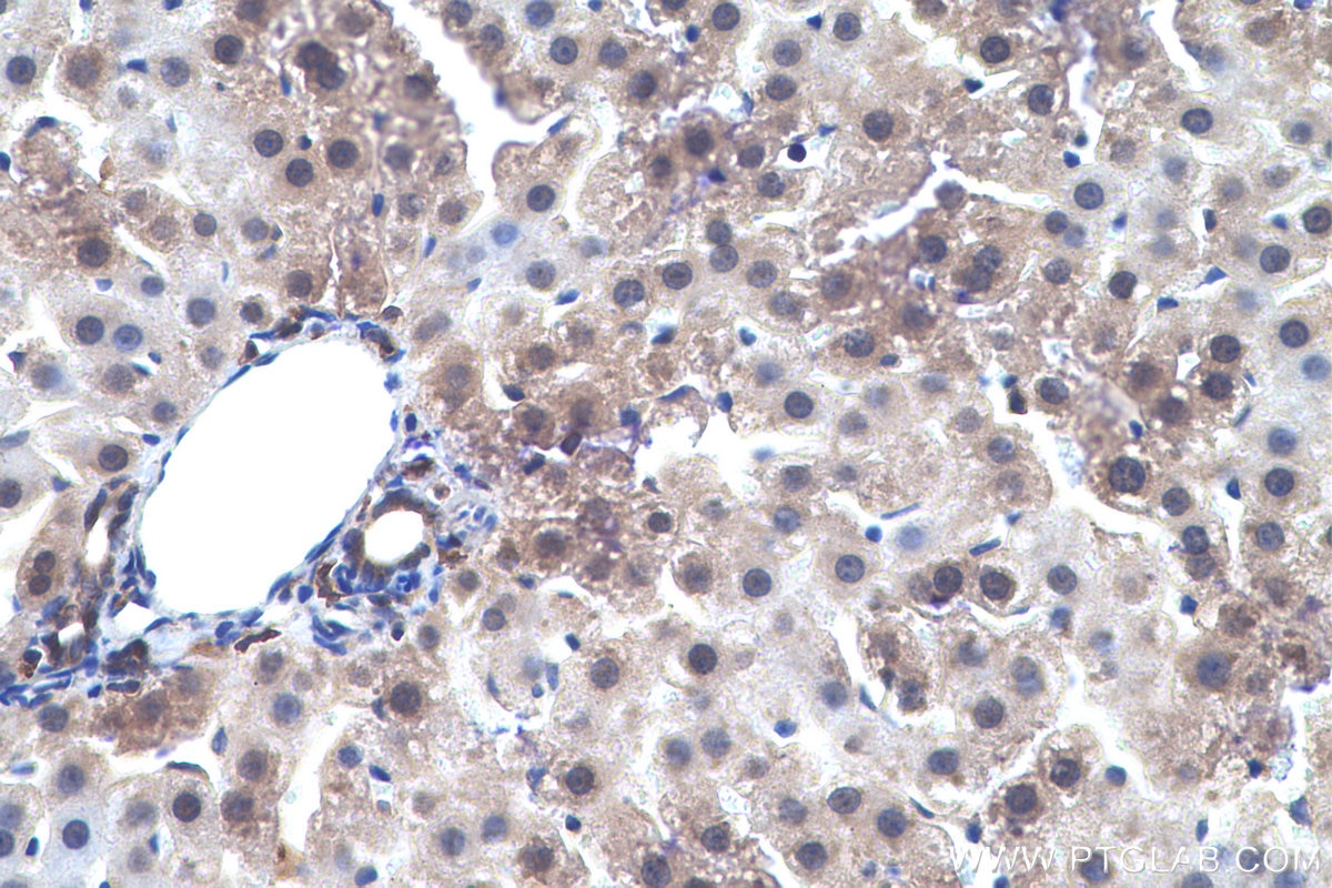 Immunohistochemistry (IHC) staining of rat liver tissue using SELENBP1 Polyclonal antibody (27449-1-AP)