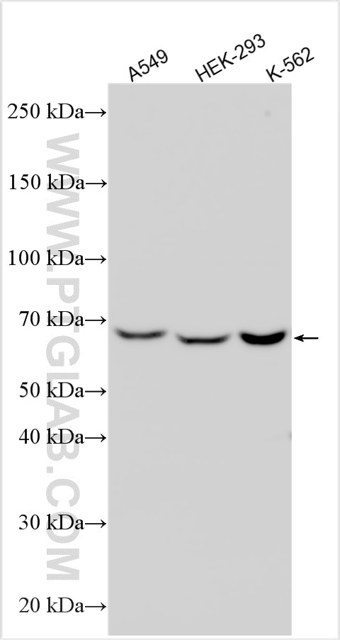 Western Blot (WB) analysis of various lysates using SELENOO Polyclonal antibody (32860-1-AP)