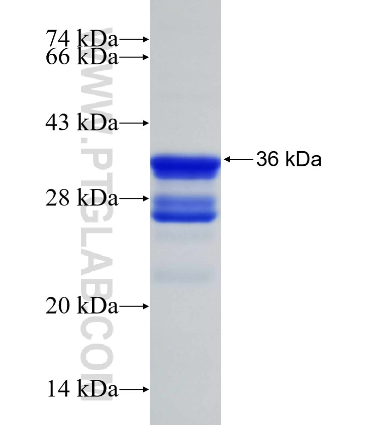 SELK fusion protein Ag3143 SDS-PAGE