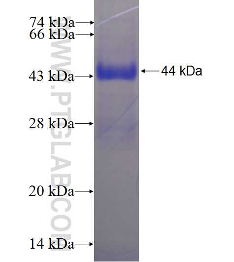 SELL fusion protein Ag24063 SDS-PAGE