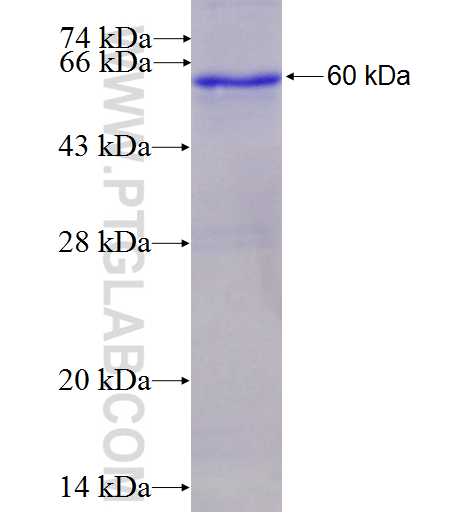 SELP fusion protein Ag4124 SDS-PAGE