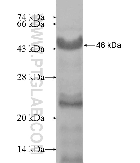 SELPLG fusion protein Ag19394 SDS-PAGE
