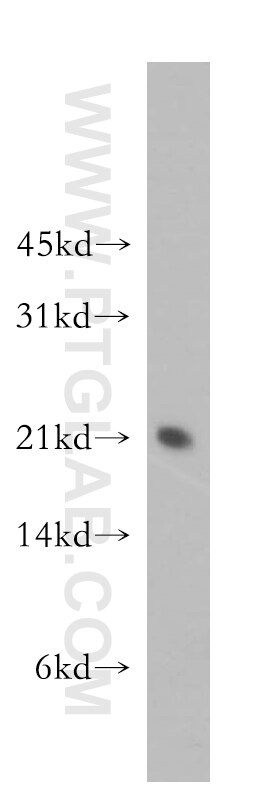 SELS Polyclonal antibody