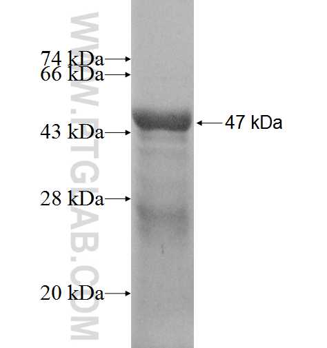 SELS fusion protein Ag7928 SDS-PAGE