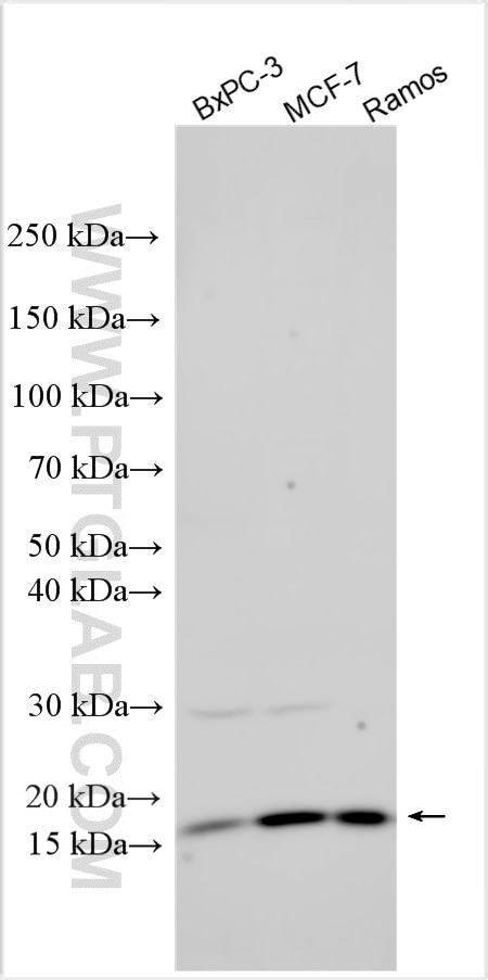 WB analysis using 33518-1-AP (same clone as 33518-1-PBS) Western Blot (WB) analysis of various lysates using SELT Polyclonal antibody (33518-1-AP)