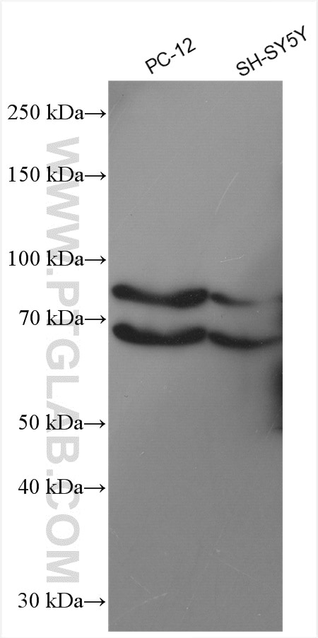 Western Blot (WB) analysis of various lysates using SEMA3A Polyclonal antibody (27836-1-AP)