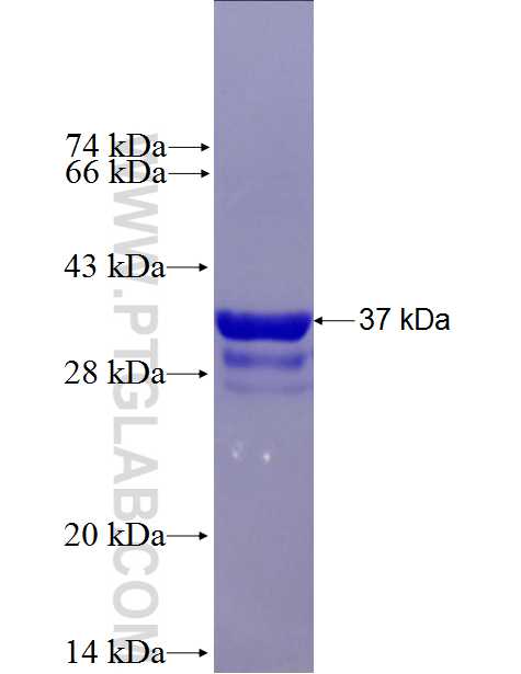 SEMA3A fusion protein Ag27173 SDS-PAGE