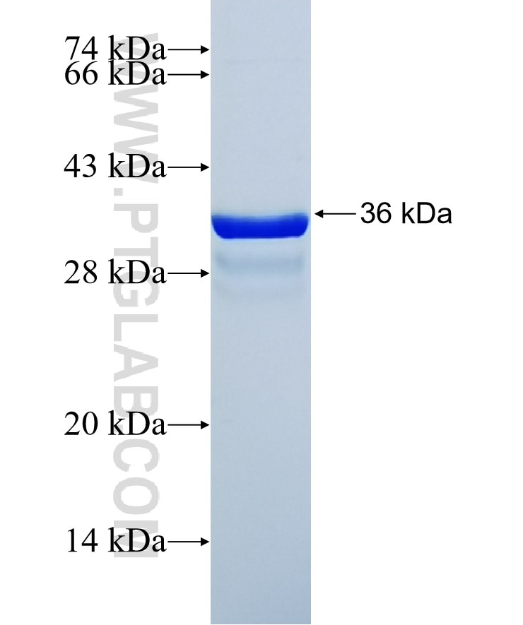 SEMA3A fusion protein Ag27173 SDS-PAGE