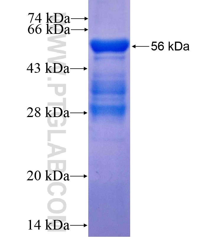 SEMA3A fusion protein Ag16477 SDS-PAGE
