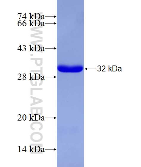 SEMA3A fusion protein Ag17405 SDS-PAGE