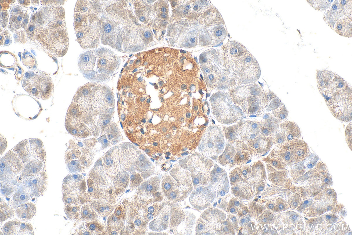 IHC staining of mouse pancreas using 30638-1-AP Immunohistochemistry (IHC) staining of mouse pancreas tissue using SEMA3C Polyclonal antibody (30638-1-AP)