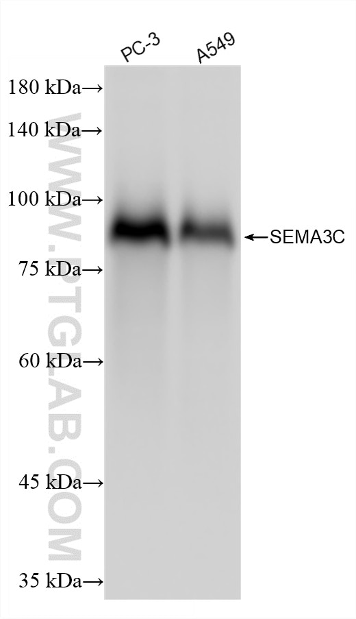 WB analysis using 87702-1-RR Western Blot (WB) analysis of various lysates using SEMA3C Recombinant monoclonal antibody (87702-1-RR)
