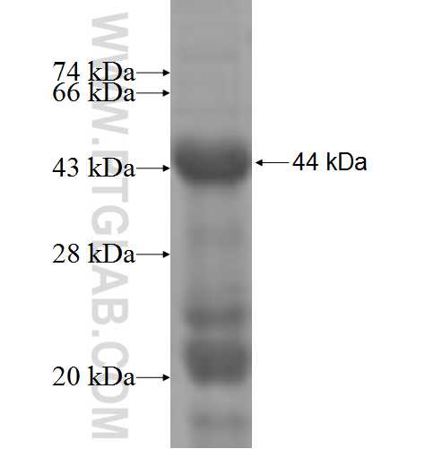 SEMA3C fusion protein Ag5480 SDS-PAGE