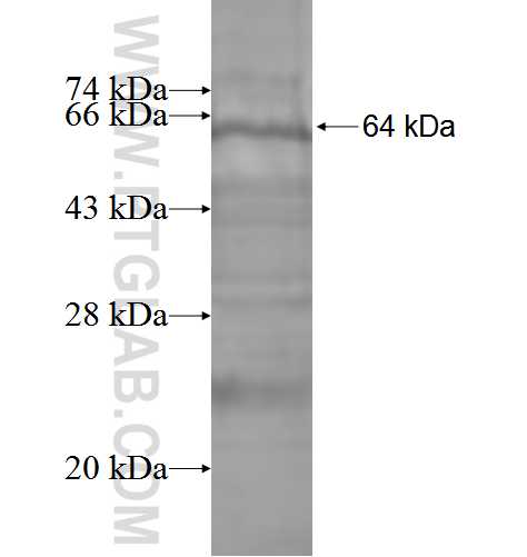 SEMA3D fusion protein Ag3668 SDS-PAGE