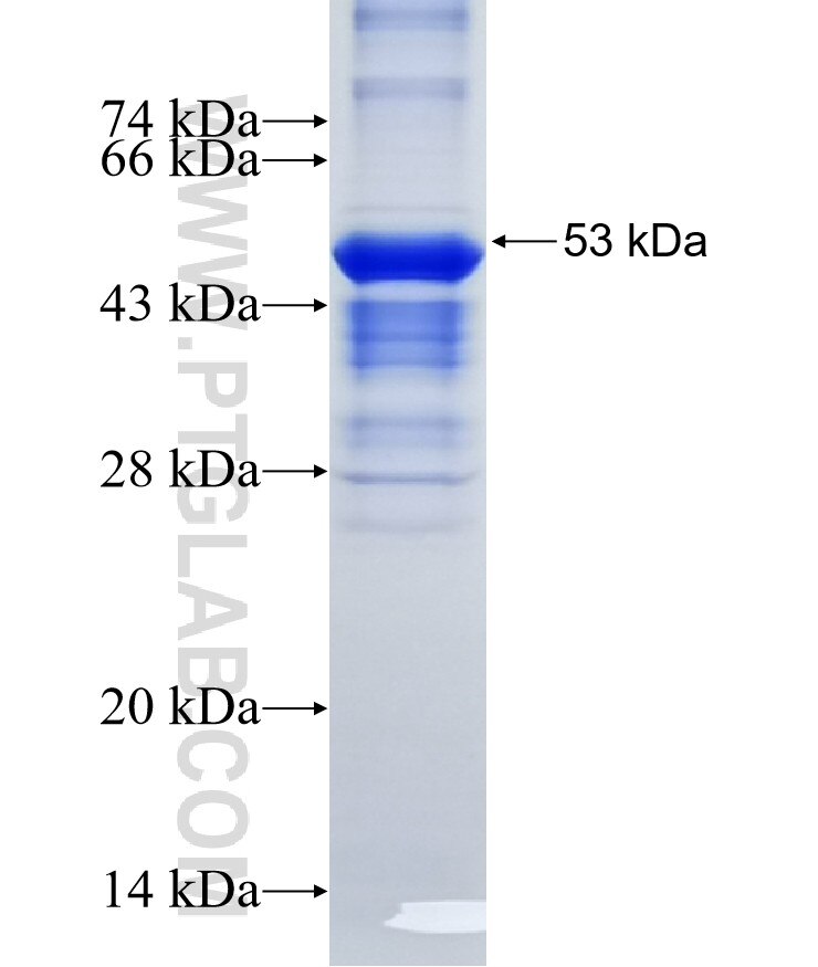 SEMA3E fusion protein Ag16290 SDS-PAGE