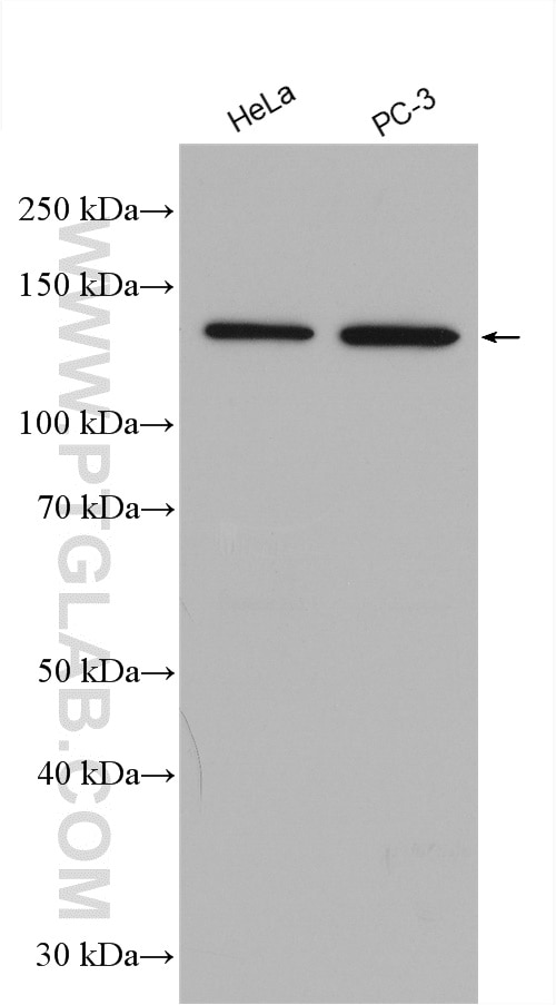 Western Blot (WB) analysis of various lysates using SEMA4A Polyclonal antibody (27359-1-AP)