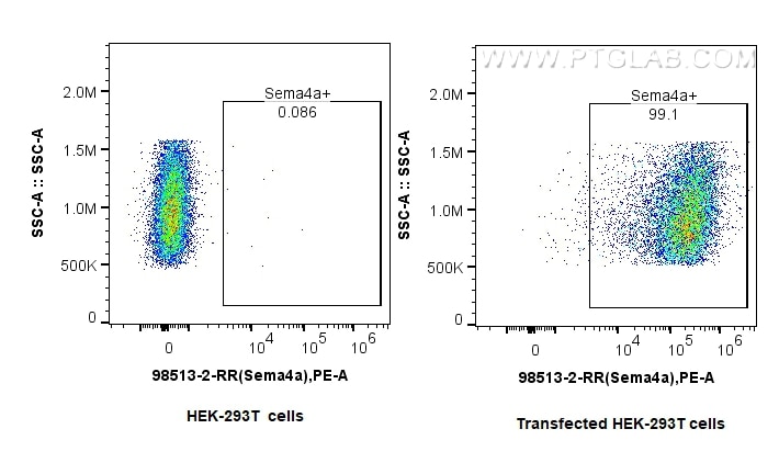 1x10^6 HEK-293T cells or SEMA4A transfected HEK-293T cells were surface stained with 0.25 ug Anti-Mouse Sema4a Rabbit RecAb (98513-2-RR, Clone: 250325B12) and PE-Conjugated Goat Anti-Rabbit IgG(H+L). Cells were not fixed. This data was developed using the same antibody clone with 98513-2-PBS in a different storage buffer formulation. Flow cytometry (FC) experiment of Transfected HEK-293T cells using Anti-Mouse SEMA4A Rabbit Recombinant Antibody (98513-2-RR)