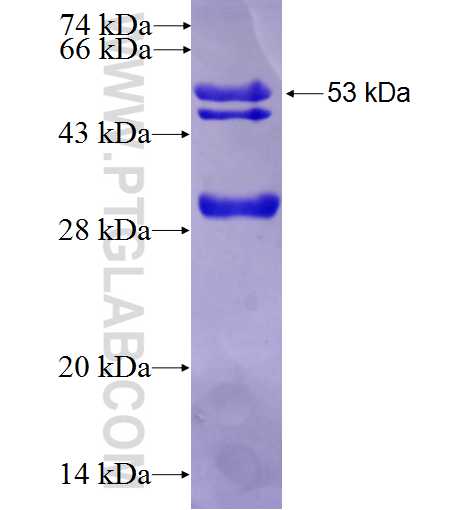 SEMA4A fusion protein Ag26023 SDS-PAGE
