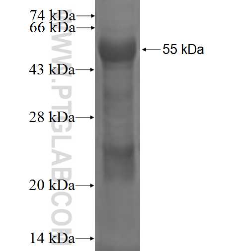 SEMA4B fusion protein Ag1152 SDS-PAGE