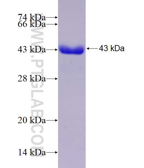 SEMA4C fusion protein Ag29143 SDS-PAGE