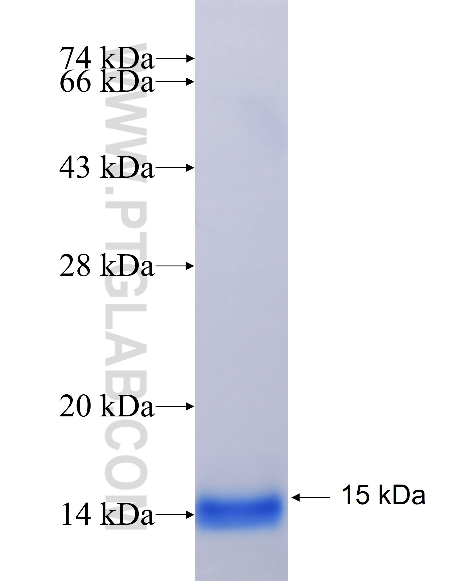 SEMA4C fusion protein Ag29151 SDS-PAGE