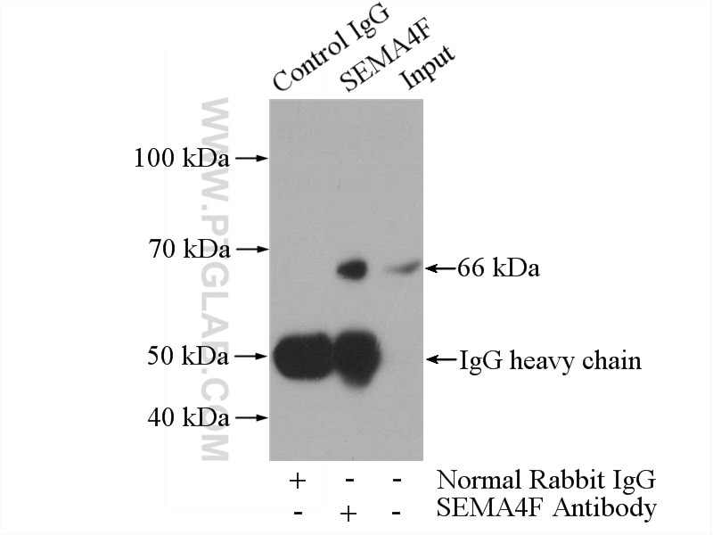 Immunoprecipitation (IP) experiment of HepG2 cells using SEMA4F Polyclonal antibody (12474-1-AP)