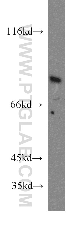 Western Blot (WB) analysis of mouse brain tissue using SEMA4F Polyclonal antibody (12474-1-AP)