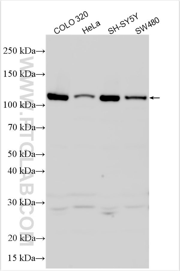 Western Blot (WB) analysis of various lysates using SEMA4G Polyclonal antibody (12279-1-AP)