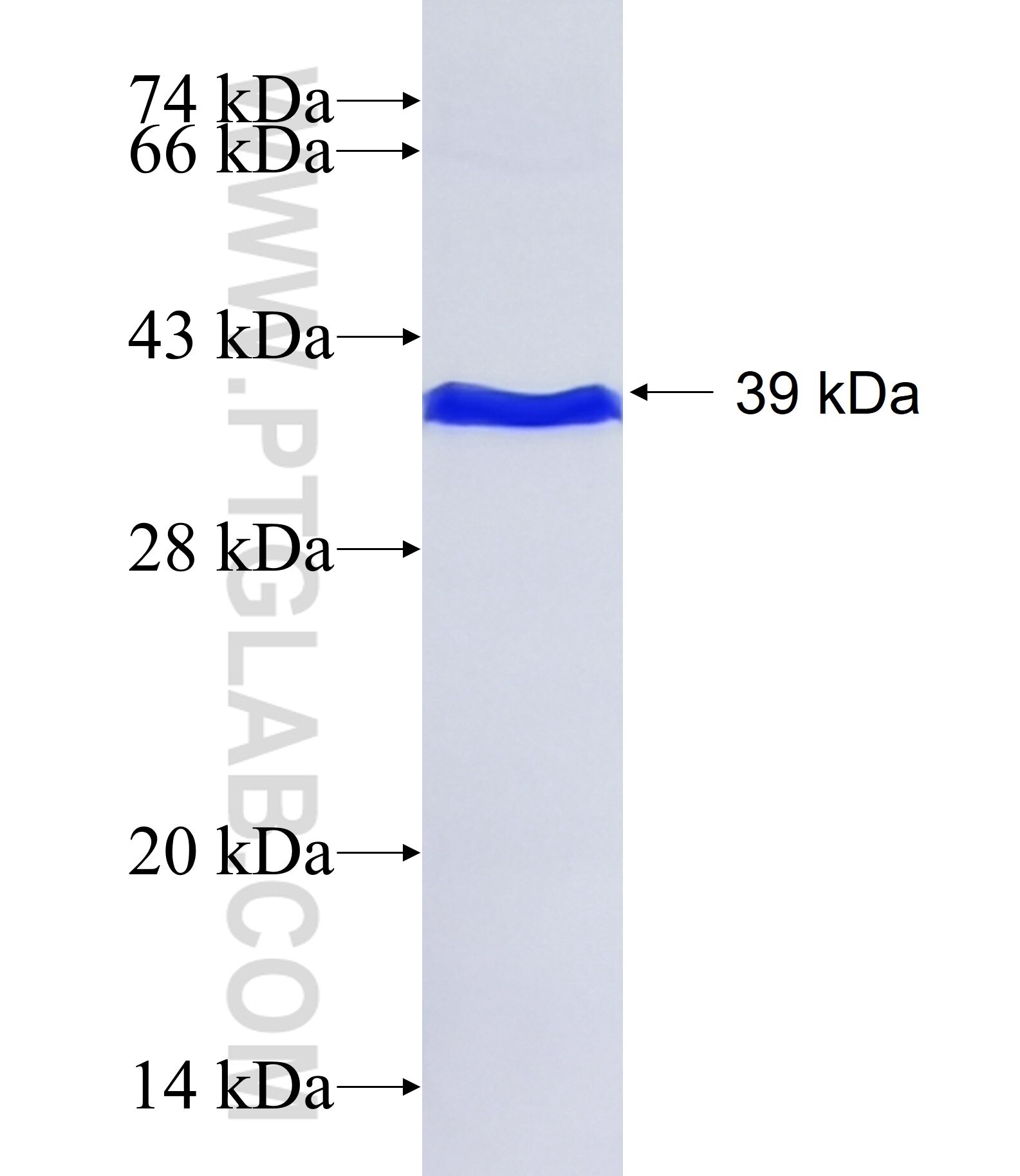 SEMA5A fusion protein Ag34330 SDS-PAGE