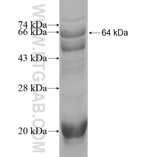 SEMA5B fusion protein Ag10229 SDS-PAGE