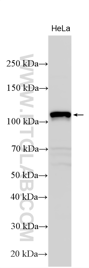 Western Blot (WB) analysis of various lysates using SEMA6A Polyclonal antibody (33577-1-AP)