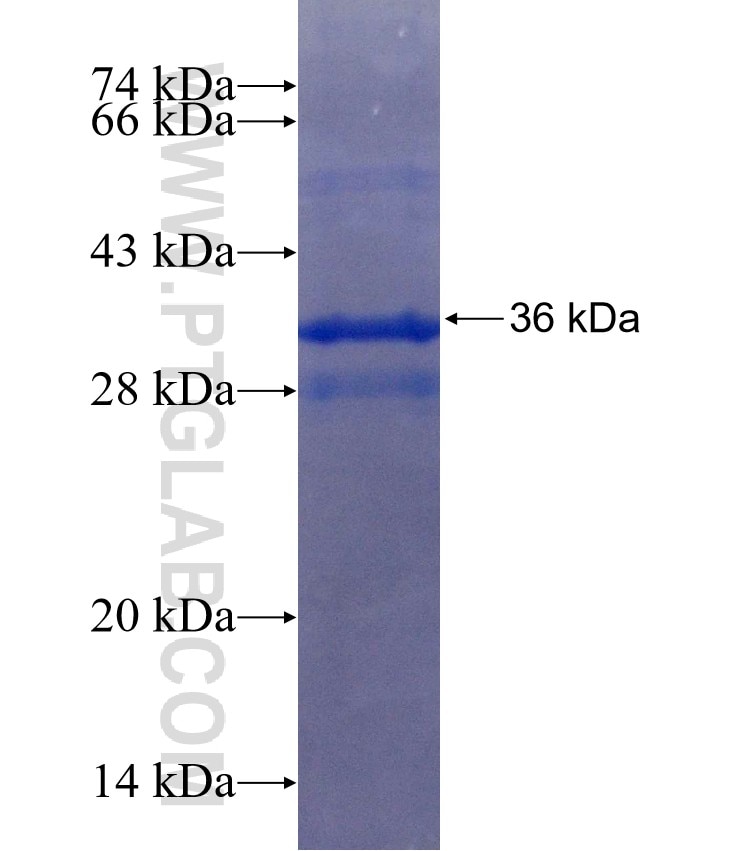 SEMA6A fusion protein Ag25555 SDS-PAGE