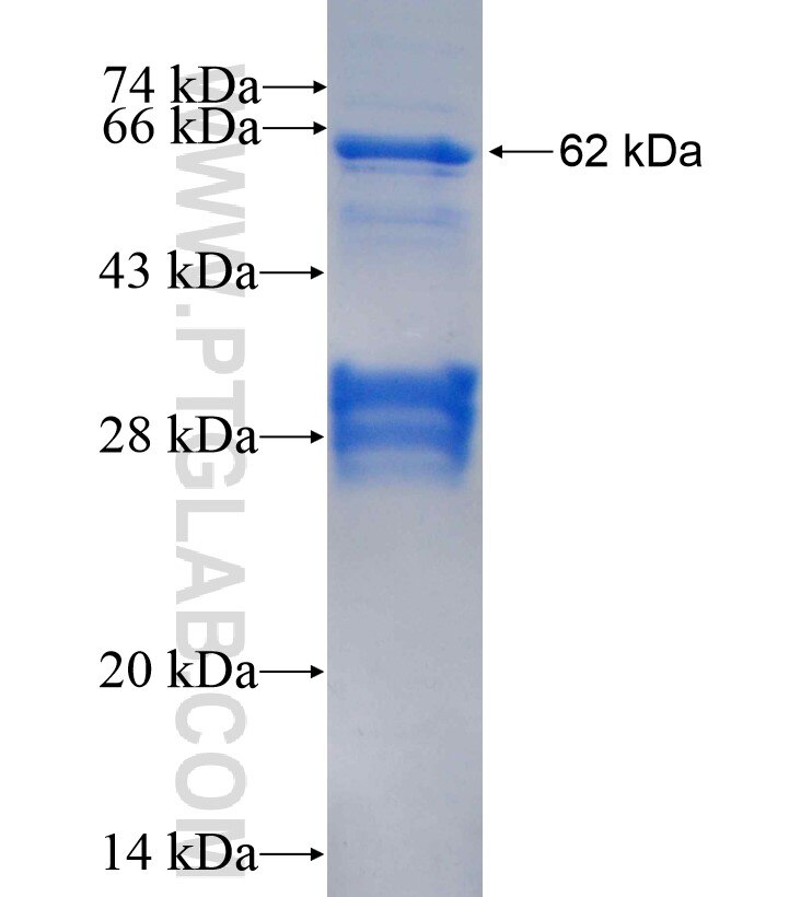 SEMA6A fusion protein Ag16241 SDS-PAGE