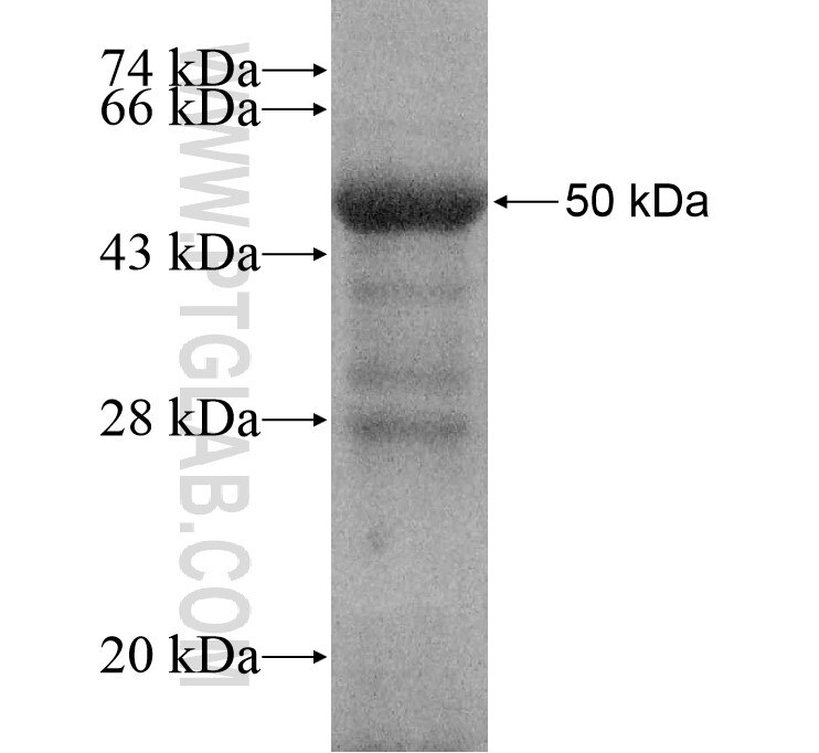 SEMA6C fusion protein Ag16351 SDS-PAGE