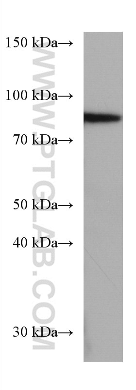 Western Blot (WB) analysis of human placenta tissue using SEMA7A Monoclonal antibody (67397-1-Ig)