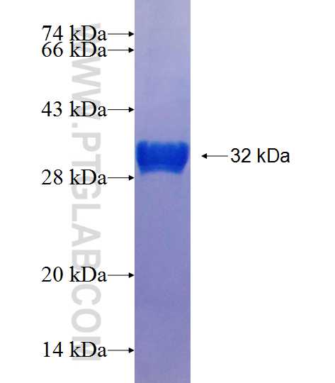 SEMA7A fusion protein Ag25647 SDS-PAGE
