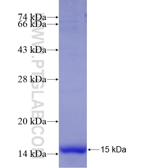 SEMA7A fusion protein Ag28804 SDS-PAGE