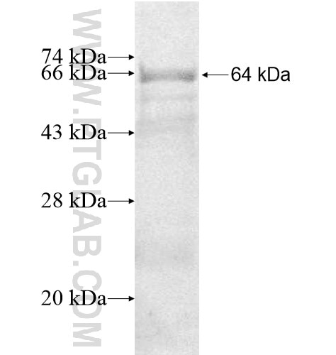 SEMA7A fusion protein Ag12707 SDS-PAGE