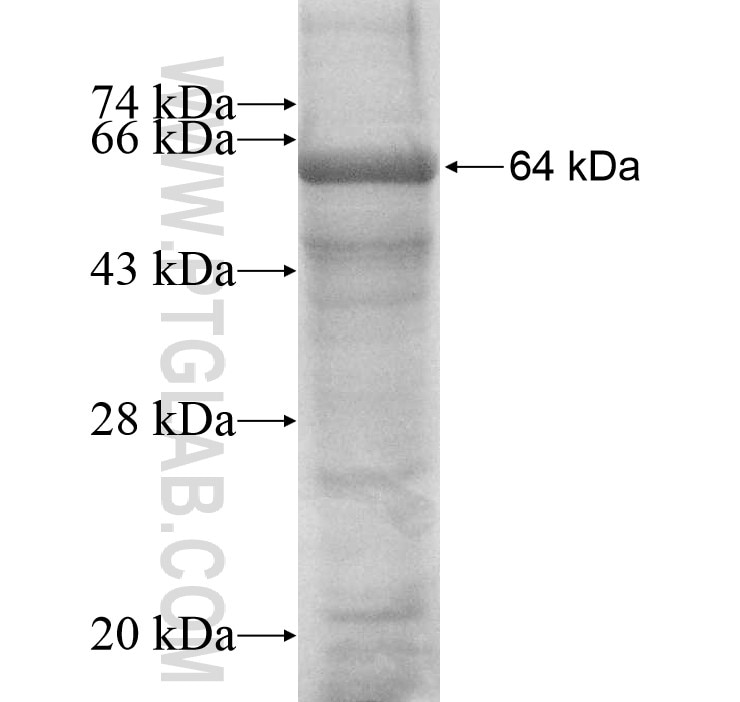 SEMG1 fusion protein Ag8717 SDS-PAGE