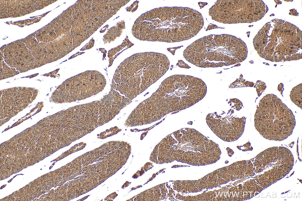 Immunohistochemistry (IHC) staining of mouse testis tissue using SEMG2 Polyclonal antibody (31203-1-AP)