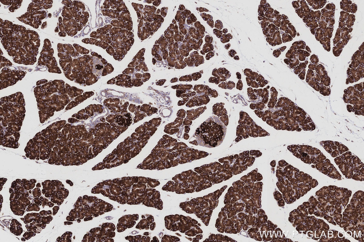 IHC staining of rat pancreas using 83594-4-RR Immunohistochemistry (IHC) staining of rat pancreas tissue using SENP1 Recombinant monoclonal antibody (83594-4-RR)